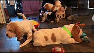 Basset Hound Puppies running amuck 😁