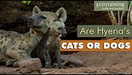 Everything you didn’t know about spotted hyenas | Animal Facts | EcoTraining