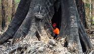 Dangerous Tree Cutting, Tree Climbing, Big Tree Felling by Ace Tree