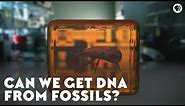Can We Get DNA From Fossils?