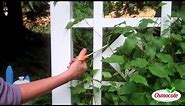 How To Prune And Feed Clematis (For A Longer Bloom Season)