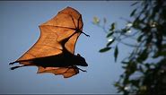 A Million Flying Foxes Take Off For The Night