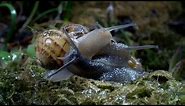 Slow down with Snails and Slugs | Relax With Nature | BBC Earth