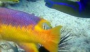 Queen Triggerfish Eats Sea Urchin