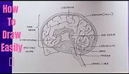 How to draw diagram of Human Brain easily - step by step | Drawing of Human Brain