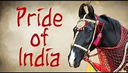 The Marwari Horse, Pride of India