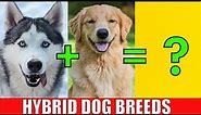 DOG HYBRID CROSSBREEDS | Learn Mixed Designer Dog Breeds