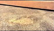 How To Repair Burn in Carpet