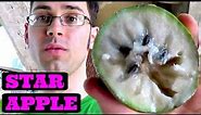 Star Apple Review (white, purple or chilled comparison) - Weird Fruit Explorer Ep. 86