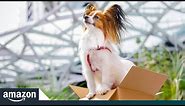 Meet Some of the Cutest Dogs at Amazon | Amazon News