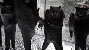 Hanging bats filmed upside-down look like a Goth nightclub