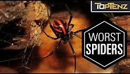 Top 10 Most VENOMOUS SPIDERS in the WORLD