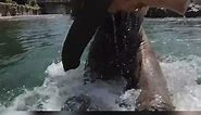 Oregon Zoo Shares Video of Elephant Enjoying a Swim