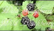 How to Identify Wild Raspberry & Wild Blackberry