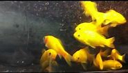 Israeli yellow goldfish
