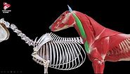 Shoulder Girdle Muscles of the Horse