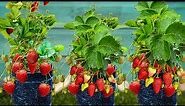 How To Grow Strawberry Trees From Strawberry Fruit | Growing Strawberry Plants From Strawberry Fruit