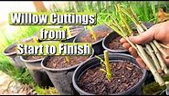 Complete Guide on Propagating and Growing Willow Tree Cuttings START TO FINISH!