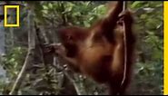 Primates of Indonesia | National Geographic