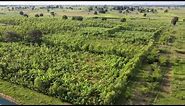 AGROFORESTRY IN NIGERIA: Planting The Future