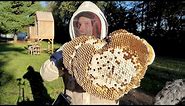 MASSIVE European Hornet Nest in Ceiling | Largest Hornet Nest Ever Removed! | Eating Hornets