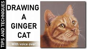 HOW TO DRAW A GINGER CAT IN PASTELS | DRAWING GINGER FUR