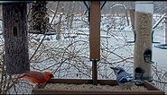 Red And Blue! Cardinal And Blue Jay Forage Together At Cornell Feeders – Jan. 8, 2024