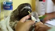 Dinner Time for Baby Sloth!