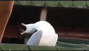 Laughing seagull