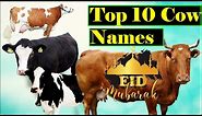 Top 10 Best Cow Names