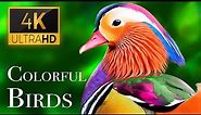 The Most Colorful Birds in 4K - Beautiful Birds Sound in the Forest | Scenic Relaxation Film
