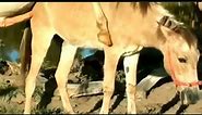 Horse breeding//donkey mating// animal mating//horse mating and the best power video...