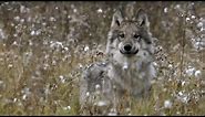 How Wolves Outsmart Buffalo During Hunting | BBC Earth