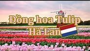 Cánh đồng hoa Tulip | Du lịch Hà Lan
