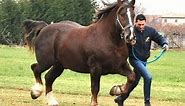 Italian Heavy Draft Horse Breed Information, History, Videos, Pictures