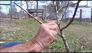 Grafting PLUM Trees ~~ DIY