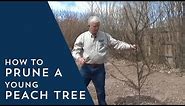How to Prune Young Peach Trees