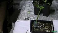 How To Graft Tomato Plants Simple!