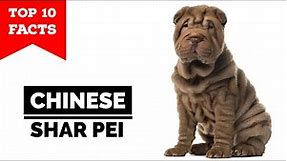 Chinese Shar Pei - Top 10 Facts