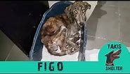 Watch this very skinny stray dog giving hugs to his rescuer every day - Figo - Takis Shelter