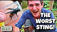 THE WORST sting! Giant Asian Hornet: Vespa tropica