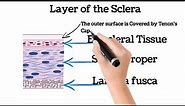 Sclera anatomy || sclera of eye || anatomy and Physiology of Sclera || Anatomy of Sclera ||