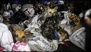 50+ dogs rescued from Indonesian slaughterhouse