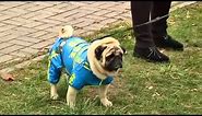Halloween: Watch pugs dress up in their cutest outfits for Ukraine dog show [video]