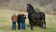 10 Biggest Horse Breeds & Tallest Horses in the World