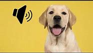 Labrador Dog Barking Sound - The SOund ButtOn