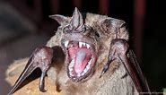 Bat's Amazing! Scientists Unravelling The Evolutionary Secrets Behind Vampires' Bites