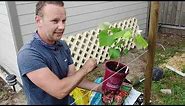 How to plant a grape vine