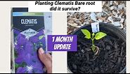Planting Clematis Bare Root from Tractor Supply (did it survive?)