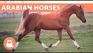 Arabian Horse - Origin, Characteristics and Temperament